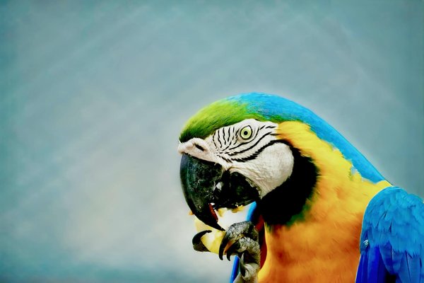 Les meilleures astuces pour un blog animaux captivant