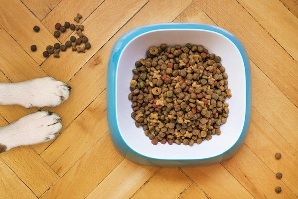 Choisir des croquettes pour chien : l'avis des experts sur hill's